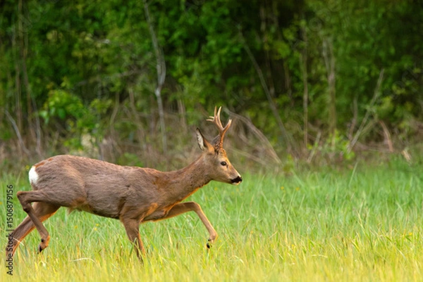 Fototapeta Roe Deer Buck Walking Across a Green Grassy Meadow in Front of a Forest on a Sunny Spring Day