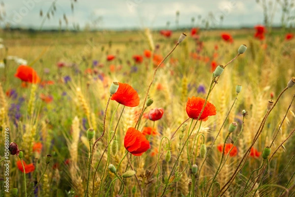 Fototapeta Red poppies and other flowers grow in a grain field