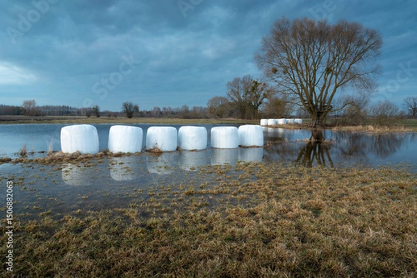 Fototapeta Silage bales lie in water in a meadow on a cloudy spring evening
