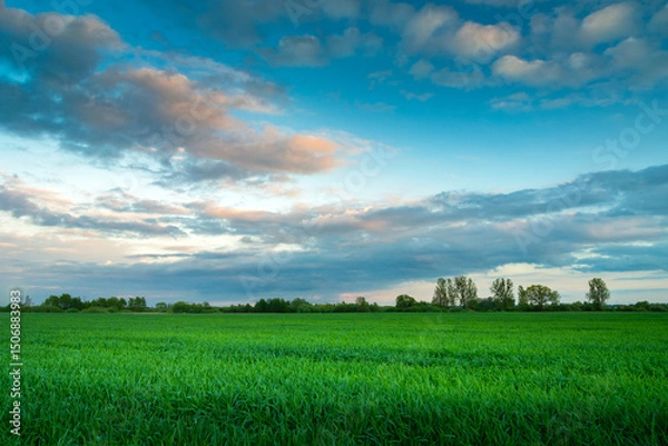Fototapeta Green field and evening clouds on the sky