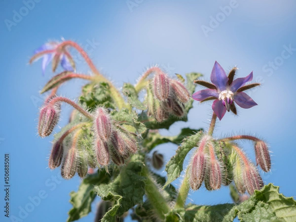 Obraz Macro view of a purple Borago officinalis L. flower surrounded by green leaves and more buds still unopened and a blue sky during summer