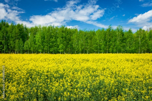 Fototapeta A field of yellow flowering rapeseed and green forest