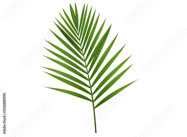 Fototapeta palm tree leaf png. palm leaf top view png. green luscious palm leaf flat lay isolated. luscious green plant and greenery of palm leaf png