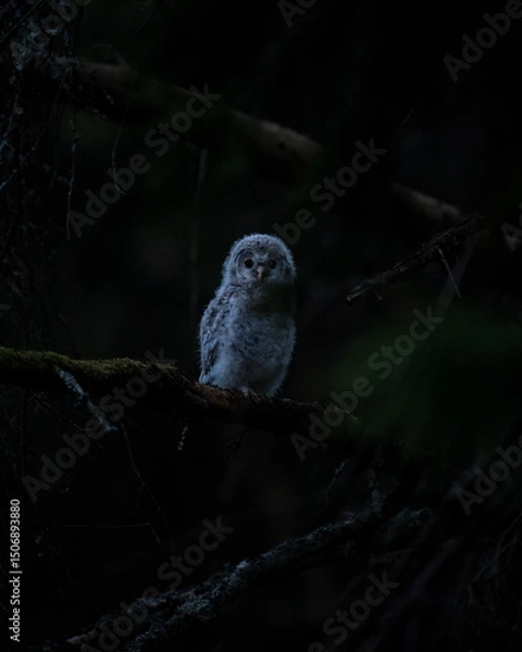 Obraz Ural owl owlet in the dark forest