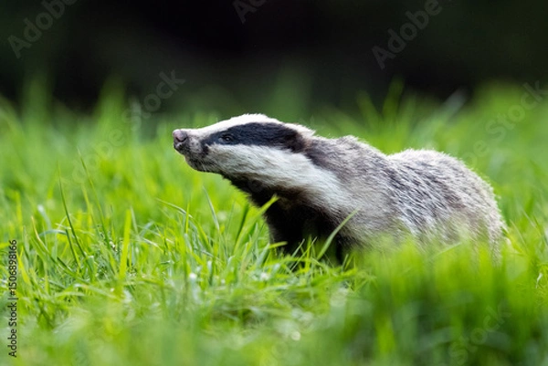 Obraz European badger (Meles meles) in the forest catching ambient scents