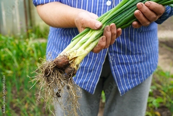 Obraz A person is holding freshly harvested green onions with roots visible, showcasing a successful garden yield