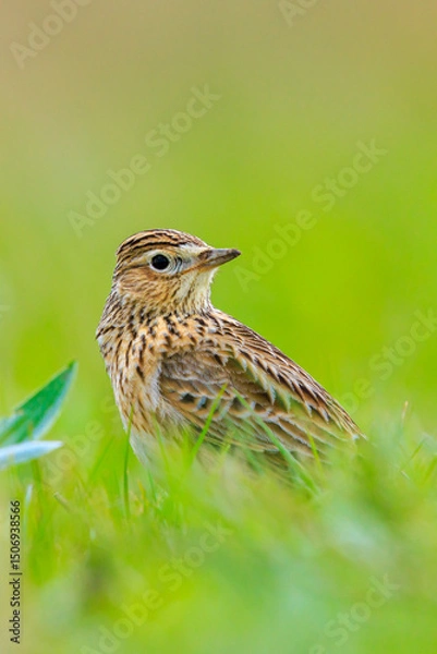 Fototapeta Eurasian skylark bird Alauda arvensis bird in a meadow