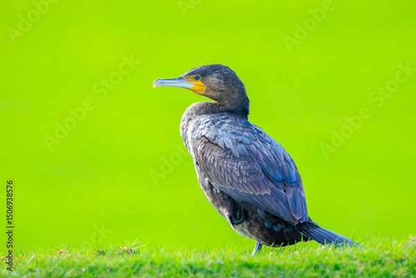 Fototapeta Great Cormorant, Phalacrocorax carbo, perched in a field