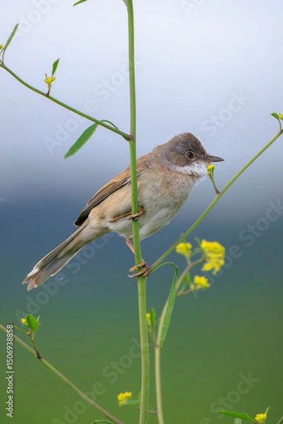 Fototapeta Whitethroat bird, Sylvia communis, foraging in a meadow