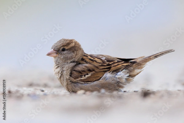 Fototapeta A house sparrow; Passer domesticus; having a dust bath or sand bath.