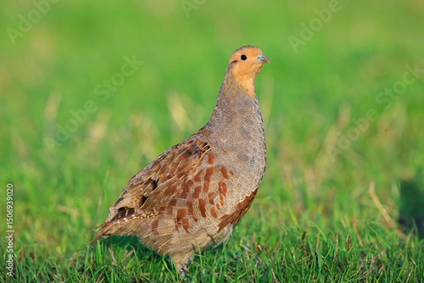 Fototapeta Grey partridge Perdix perdix, foraging