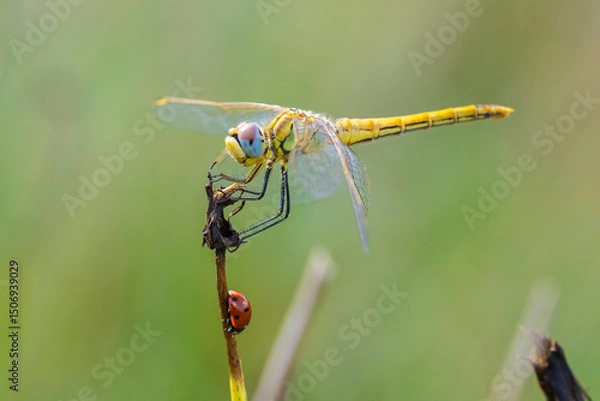 Fototapeta Sympetrum fonscolombii, Red-veined darter or nomad resting on vegetation