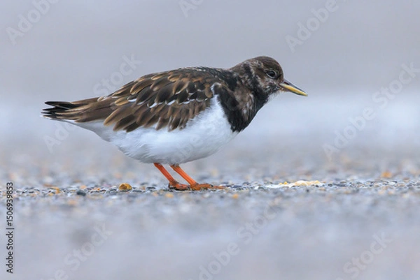 Fototapeta Closeup of a Rubby turnstone Arenaria interpres wading bird foraging between rocks at the sea coast