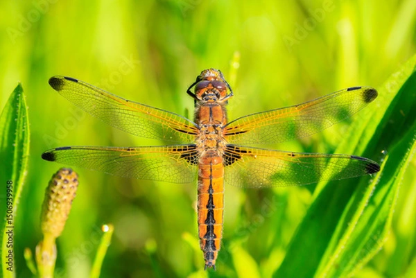 Fototapeta Scarce chaser, Libellula fulva, resting on vegetation