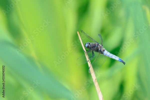 Fototapeta Scarce chaser, Libellula fulva, resting on vegetation