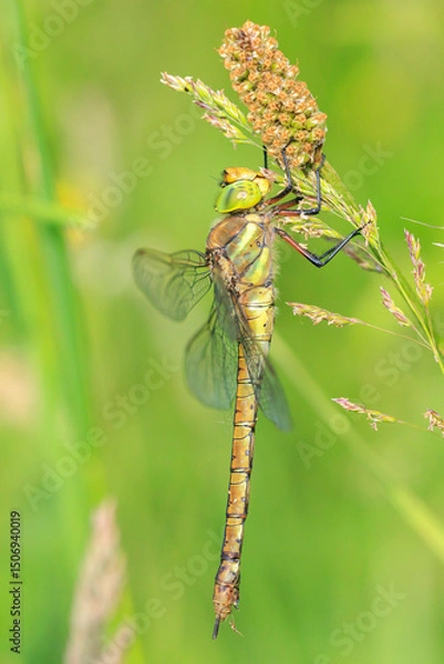 Fototapeta Green-eyed hawker Aeshna isoceles resting