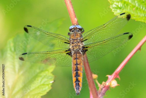 Fototapeta Scarce chaser, Libellula fulva, resting on vegetation