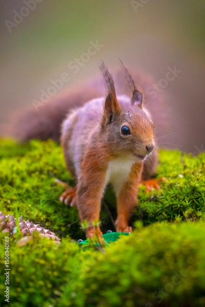 Fototapeta Eurasian red squirrel, Sciurus vulgaris, in a forest
