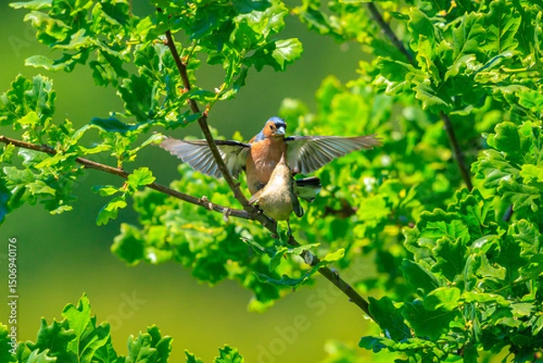 Fototapeta Male and female chaffinch, Fringilla coelebs, mating in a tree in a green forest.