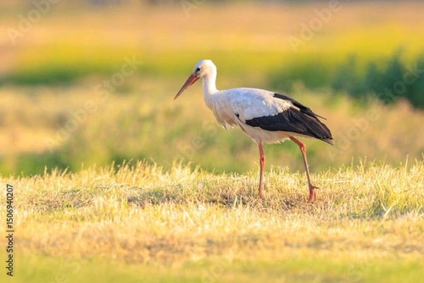 Fototapeta Stork, Ciconia ciconia, foraging in grass