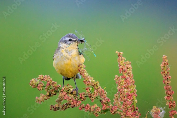 Fototapeta Closeup of a hunting western yellow wagtail bird Motacilla flava with prey