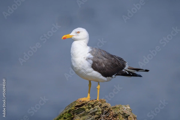 Fototapeta Lesser black-backed gull, Larus fuscus, perched