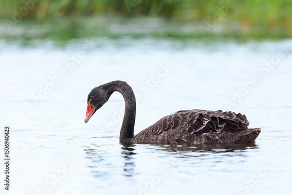Fototapeta Black swan, Cygnus atratus, swimming