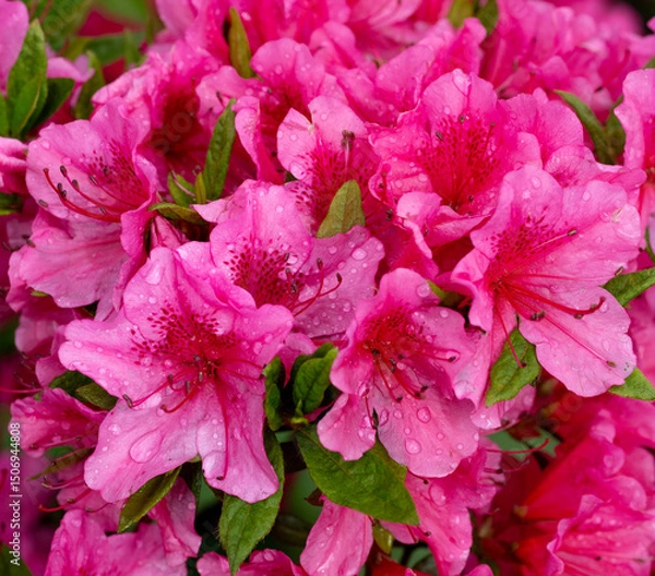 Obraz Pink Flowering Azalea Shrub and Green Leaves with Water Drops on the Petals