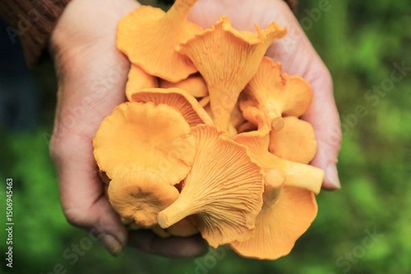 Obraz Сhanterelle mushroom harvest in mushroom picker hands closeup macro. Picking Wild forest yellow orange chanterelles mushrooms