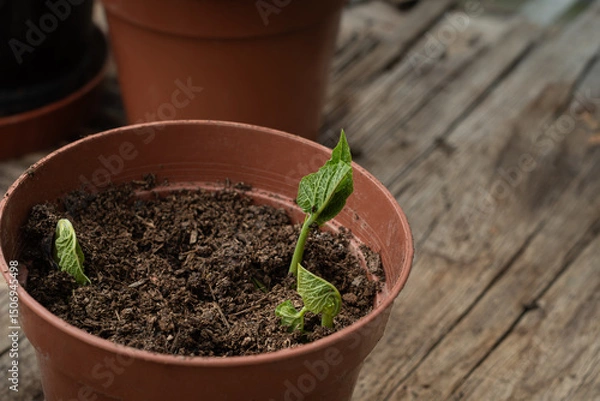 Fototapeta Three organic runner bean vegetable seedlings growing in a pot of peat free compost
