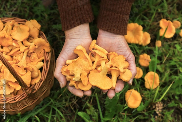 Obraz Сhanterelle mushrooms in mushroom picker hands in basket close up top view. Mushroomer with wild forest yellow orange chanterelles mushroom harvest in nature