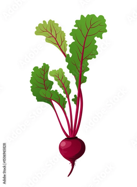 Obraz Beetroot or beet root, a juicy vegetable ingredient for making juice and food.