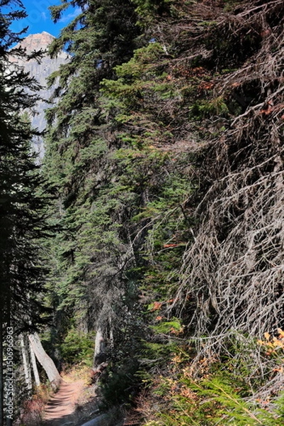 Obraz Section over dry dirt ground on the Emerald Lake hiking loop trail, tract running through a thick conifer forest. Yoho NP-British Columbia-Canada-299