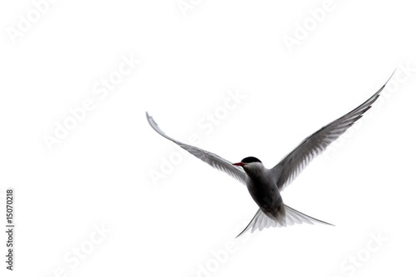 Obraz Tern in flight