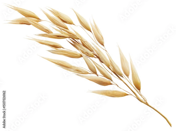 Obraz oat plant
