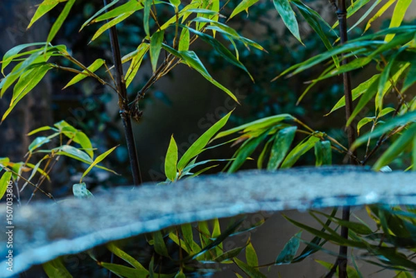 Fototapeta dew on the grass