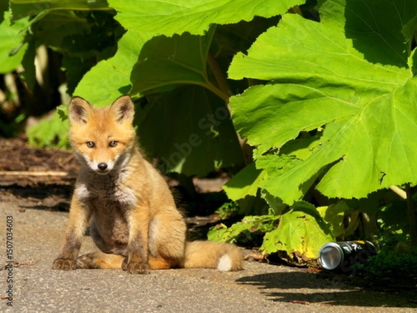 Obraz Wild red fox cubs in eastern Hokkaido