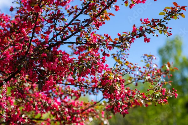 Fototapeta A beautiful tree adorned with pink flowers set against a blue sky
