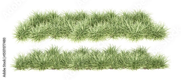 Fototapeta grass isolated on white background