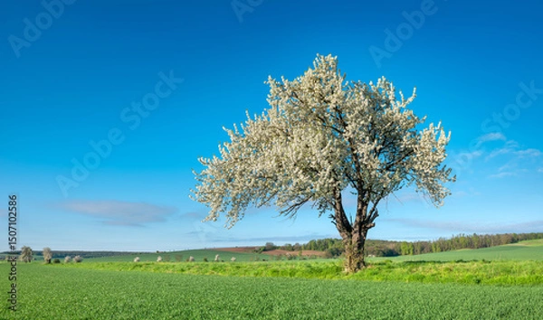 Fototapeta Green Field with Beautiful Old cherry tree in full bloom under clear blue sky in spring