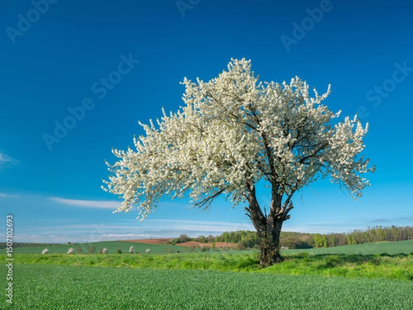 Fototapeta Green Field with Beautiful Old cherry tree in full bloom under blue sky in spring