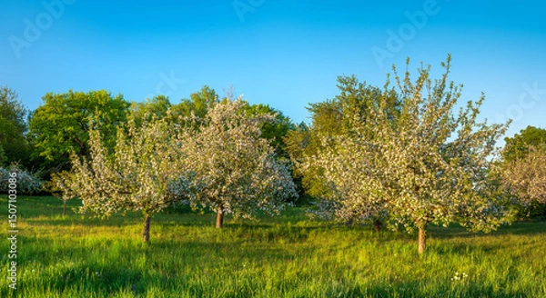 Fototapeta Orchard under clear blue sky in Spring, Apple Trees in Full Bloom, warm evening light