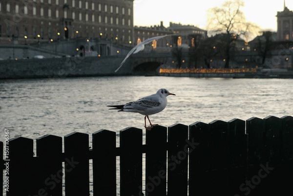 Obraz Bird perching on a fence at river