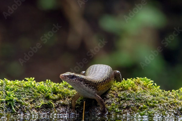 Fototapeta a lizard resting near a pond
