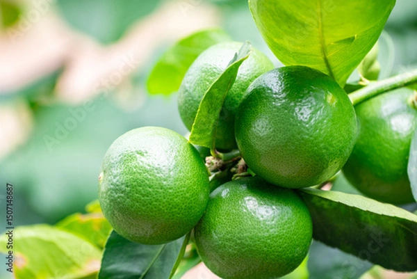 Fototapeta Green lemons is citrus  fruits on a branch with nature background. Green Lemons tree in the garden with daylight. Fresh green lime fruit hanging from branch.