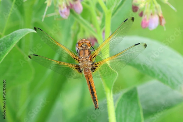 Fototapeta A Scarce Chaser Dragonfly, Libellula fulva, resting on a comfrey plant growing at the edge of a river.
