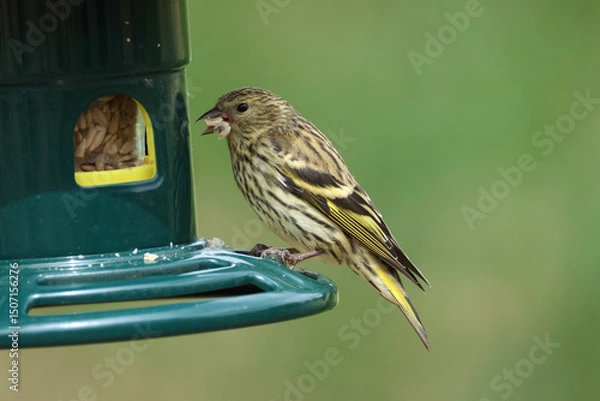 Fototapeta A Siskin, Carduelis spinus, feeding from a bird feeder.