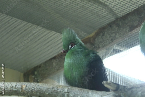 Obraz Guinea parrot turaco angry disgruntled parrot sitting on a branch in the zoo. Bird emotions