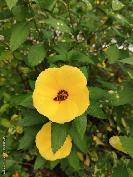 Obraz yellow flower with a buzzing bee inside