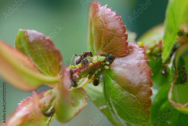 Obraz Aphids and ants on a plant stem. Concept of gardening, plant diseases and garden pest control. Symbiosis of insects in the wild nature. Macro photo close up
